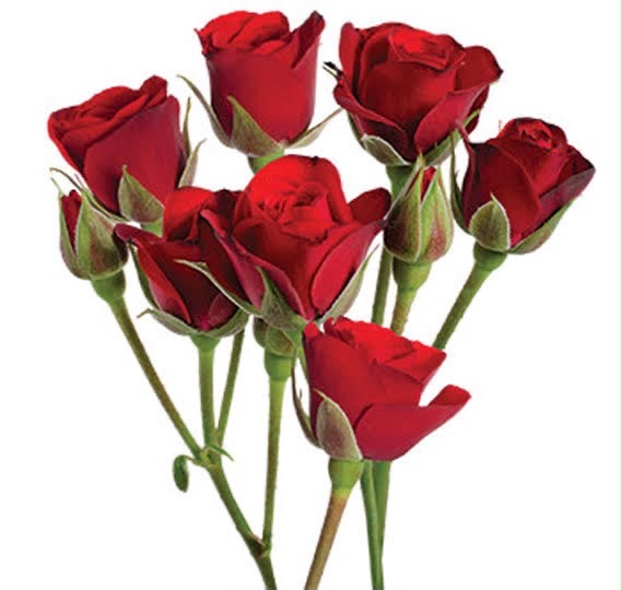 Spray Rose Red color