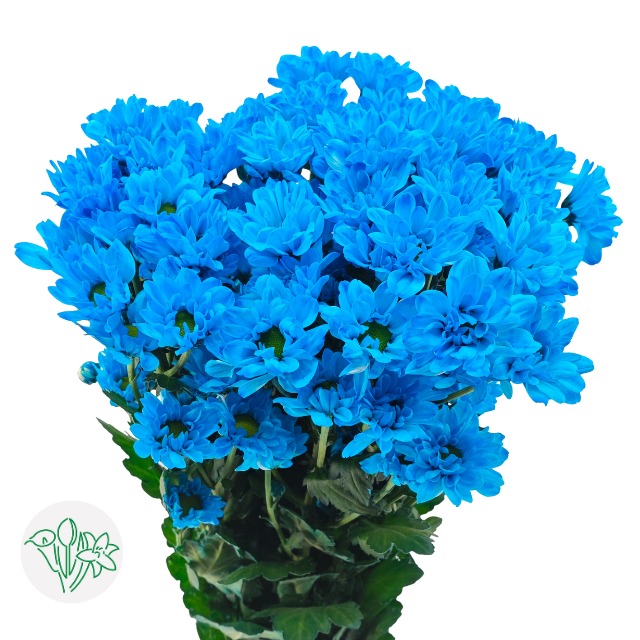 Stained Sprayed Chrysanthemum-Color Blue