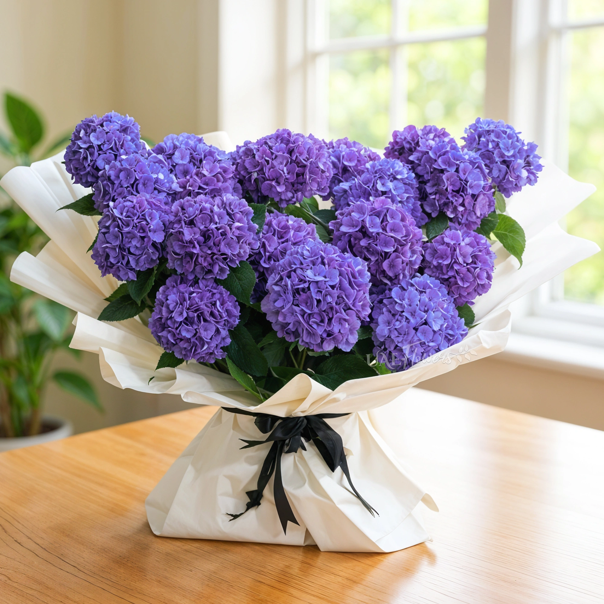 Hydrangea Purple