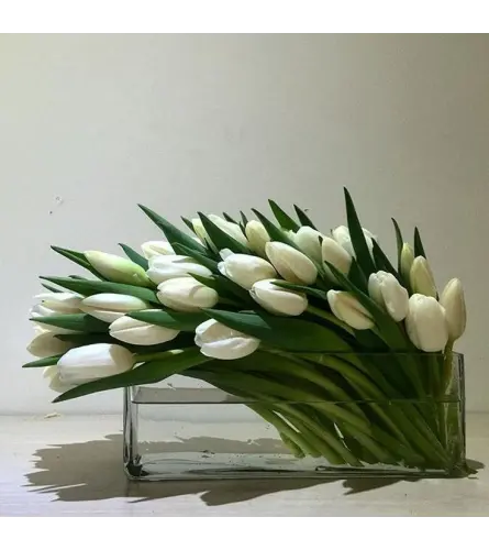 Tulip-White