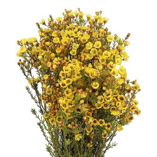 Wax Flower Yellow