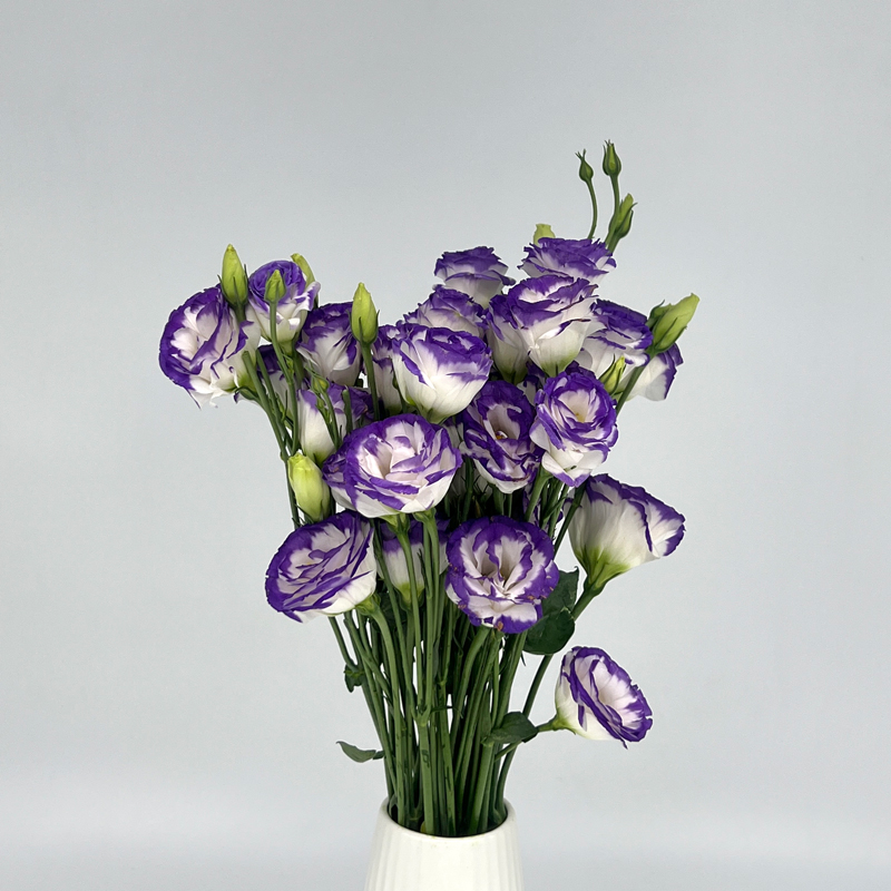 Eustoma-twotone white Purple rim