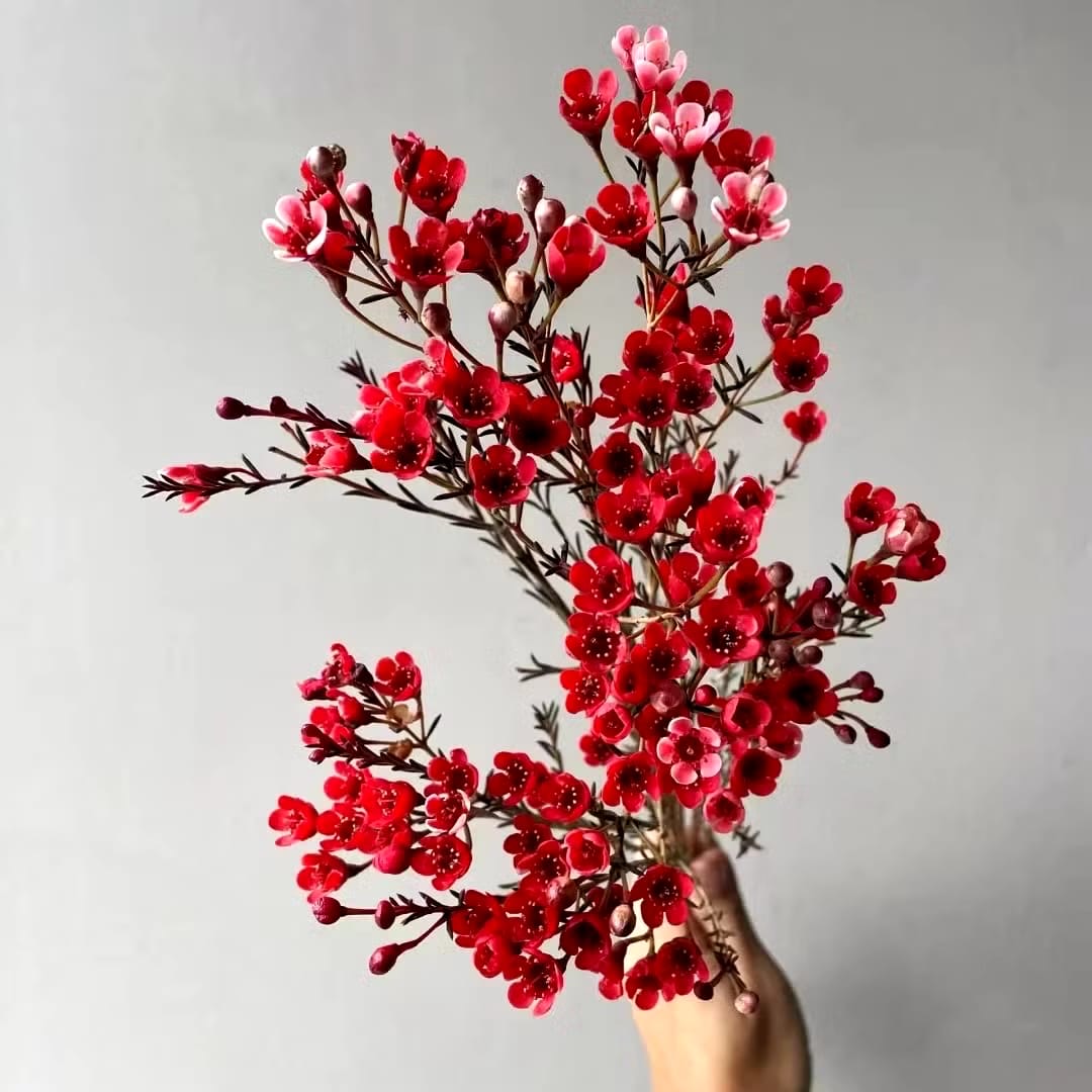 Wax Flower Red