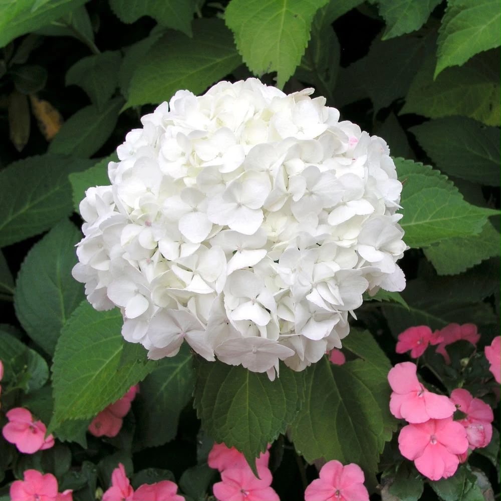 Hydenga White