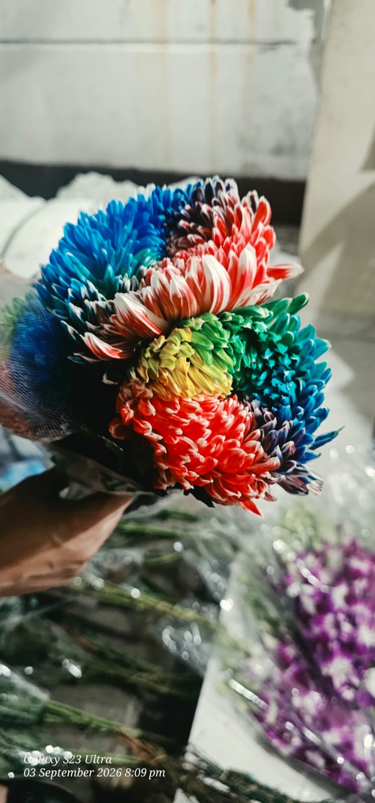 Chrysanthemum Peony Showball Rainbow