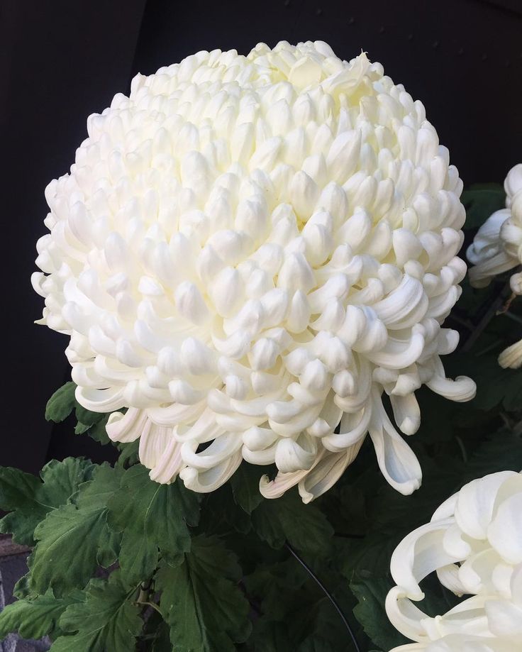 Chrysanthemum Peony Snowball White
