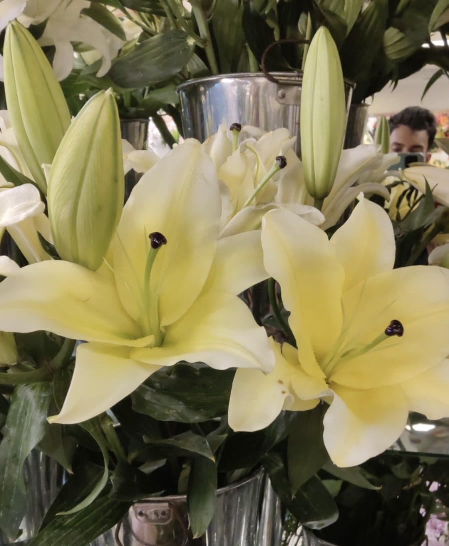 Lily Yellow Conca Dor  4+ head