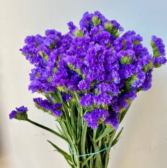 Statice-Purple