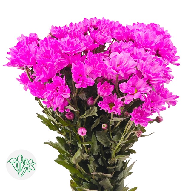 Stained Sprayed chrysanthemum - Color pink