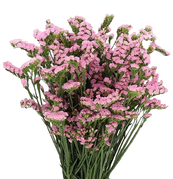 Statice-Pink