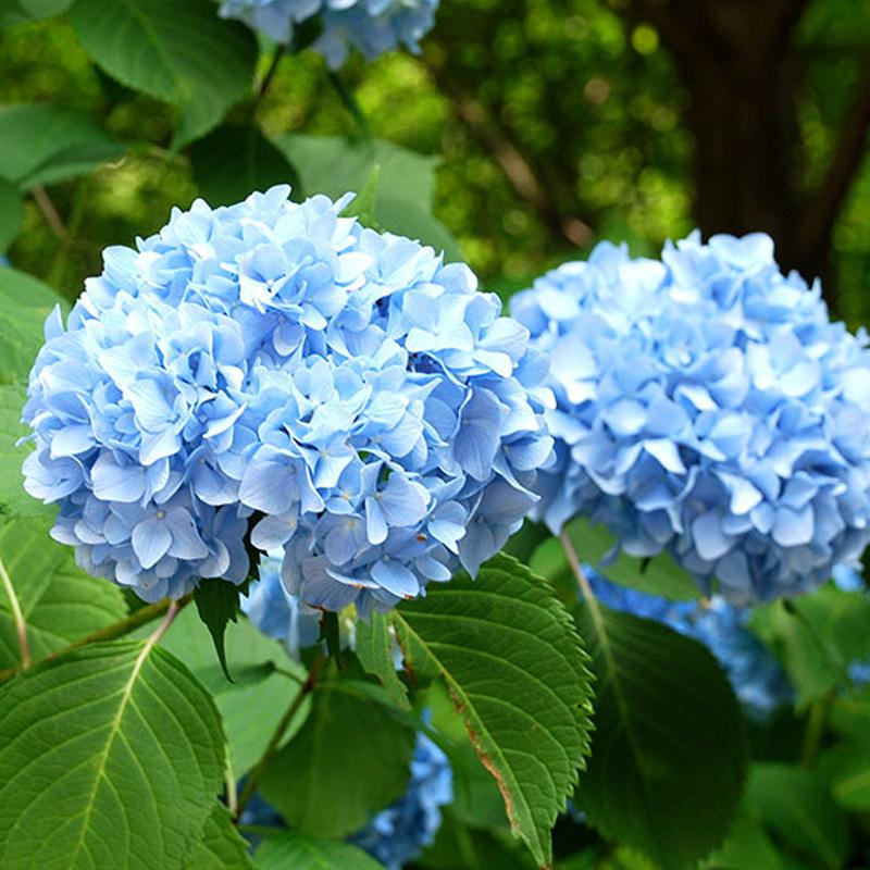 Hydrangea Blue