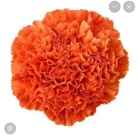 Carnation Orange