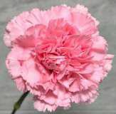 Carnation pink Damina