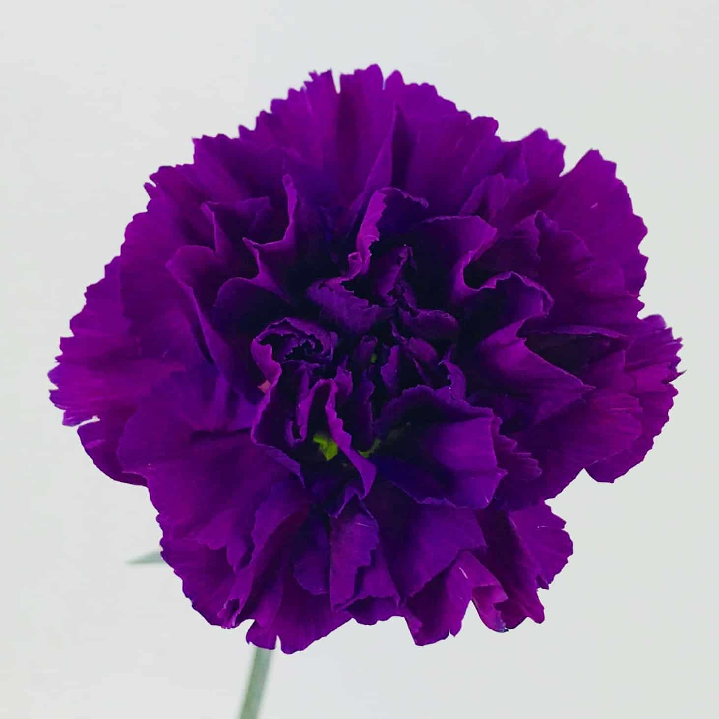 Carnation Purple