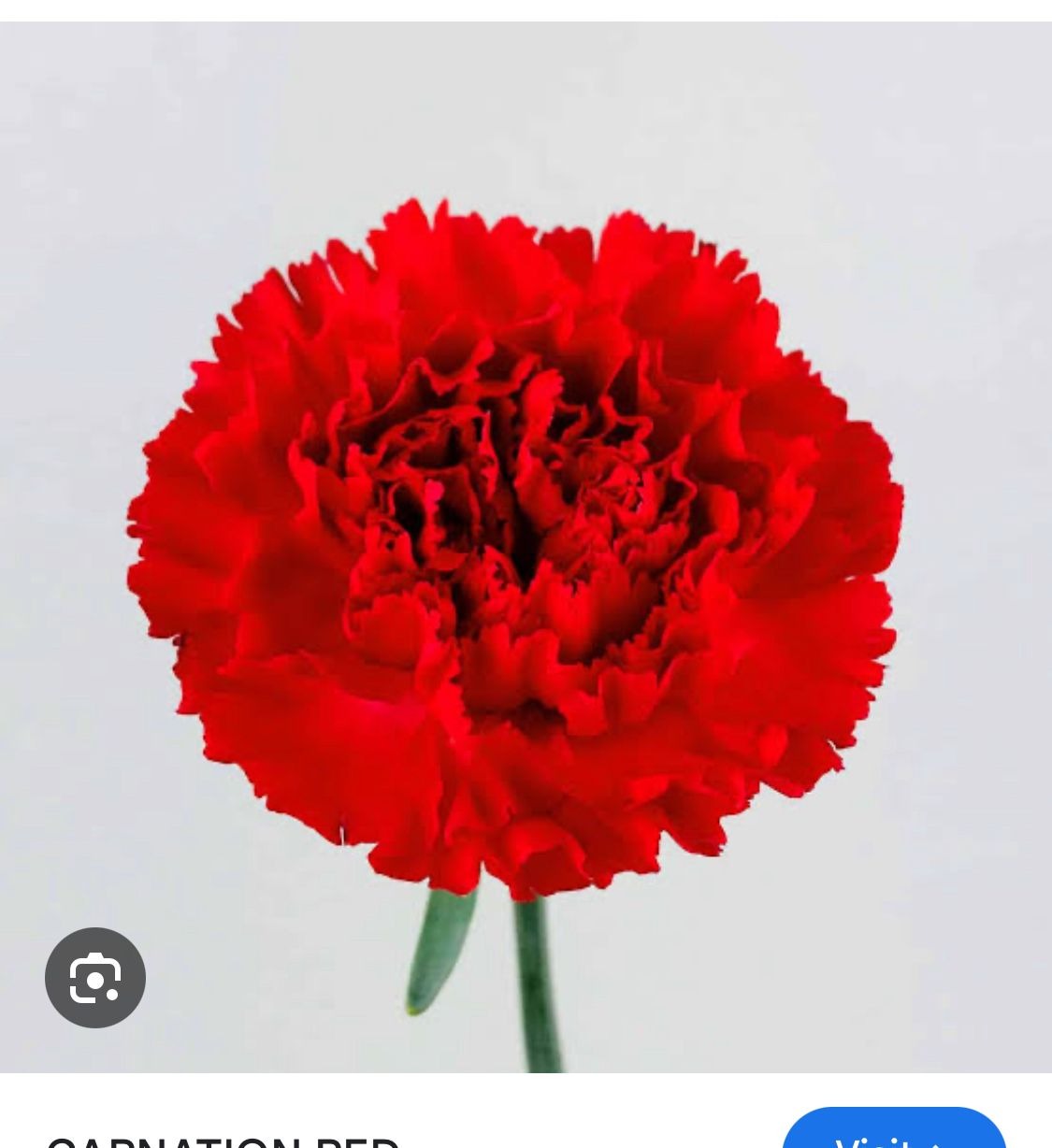 Carnation Red