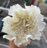 Carnation white
