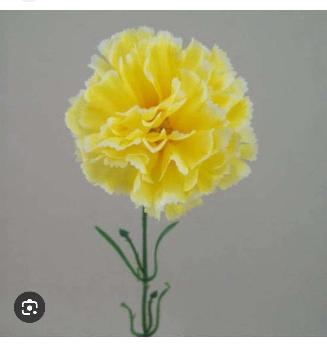 Carnation Yellow