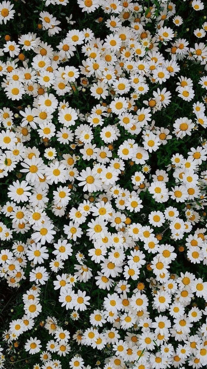 Daisy Flower small size
