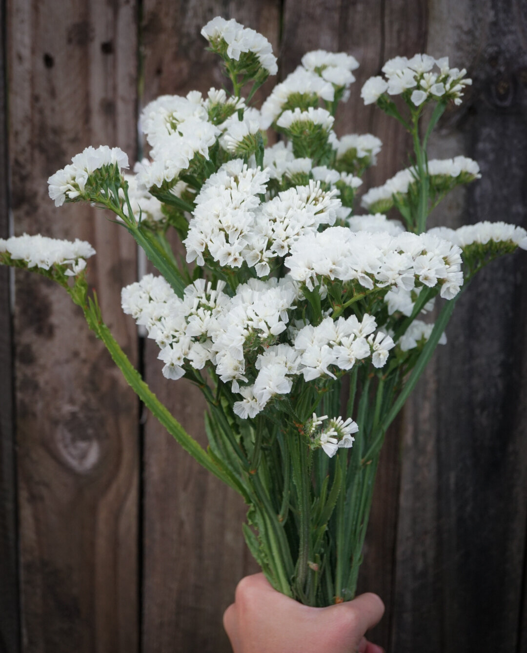 Statice-White