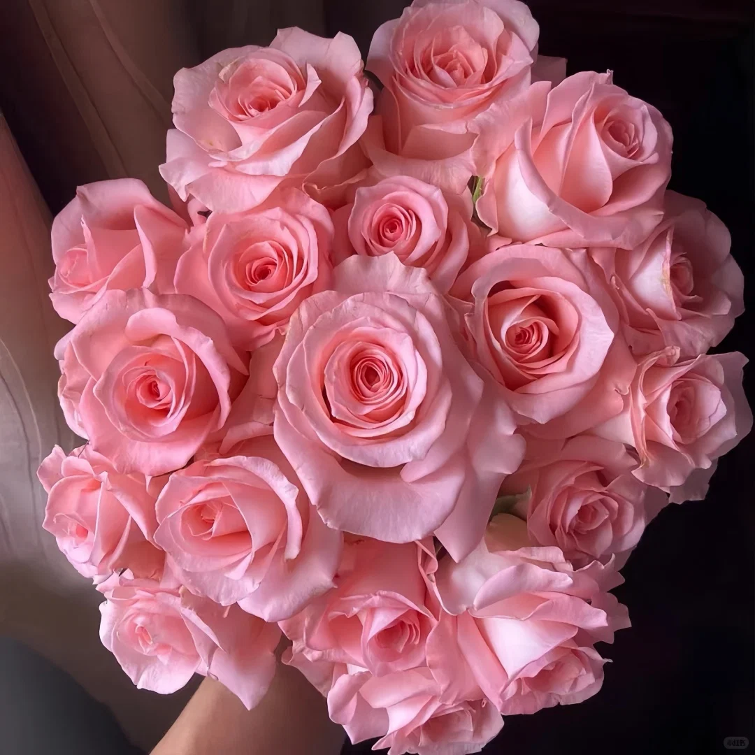 Rose Diana Baby Pink