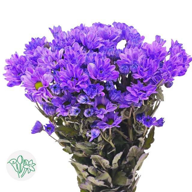 Stained Sprayed Chrysanthemum-Color Purple