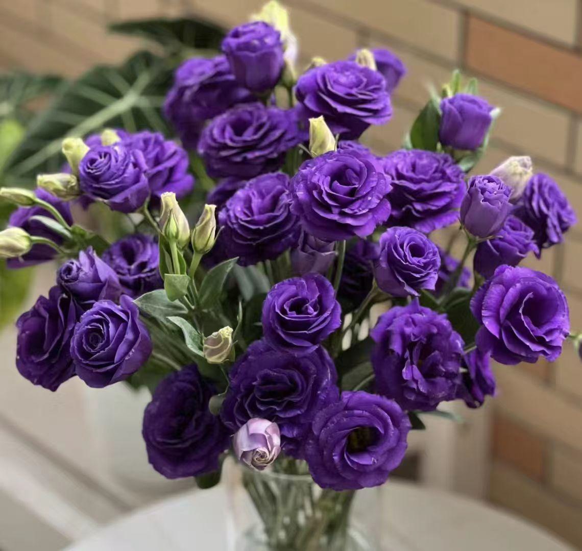 Eustoma Fresh-Purple