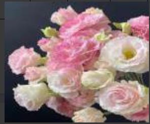 Eustoma-Light pink