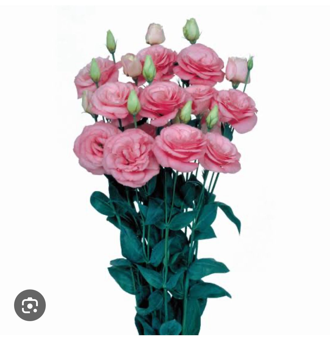 Eustoma-pink