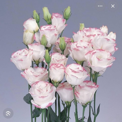 Eustoma-Set pink