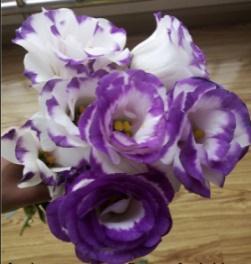 Eustoma-twotone white Purple rim