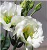 Eustoma-White