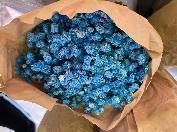 Gypsophila-Blue