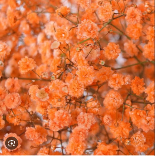 Gypsophila Orange