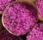 Gypsophila Pink