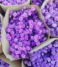 Gypsophila-Purple
