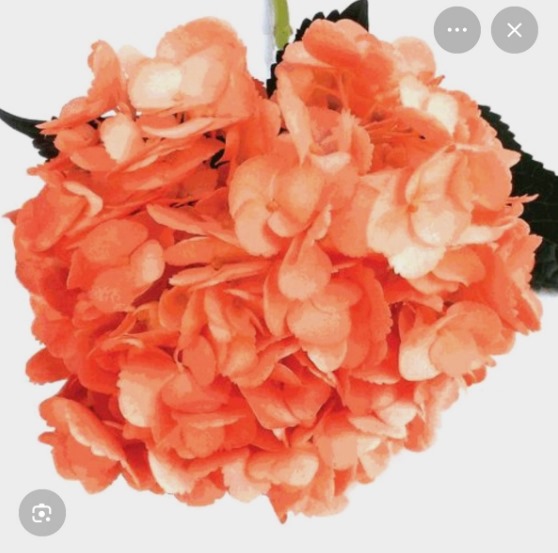 Hydenga Orange