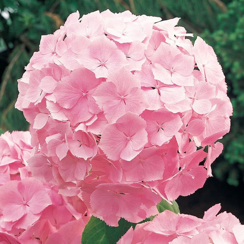 Hydenga Pink
