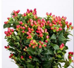 Hypericum berry-red