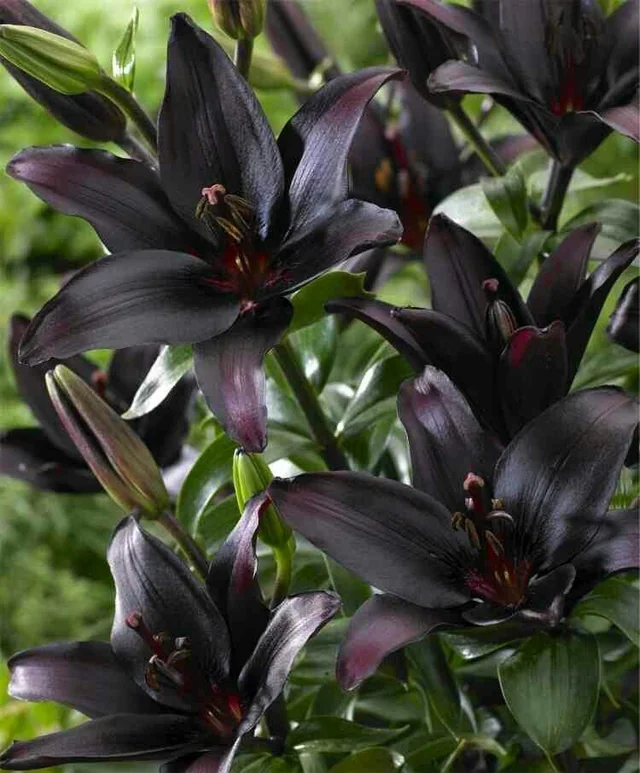 Lily- Asiatic Black 4+ Head