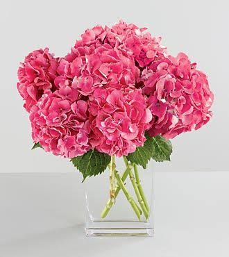 Hydenga Pink