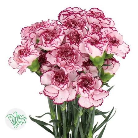 Carnation Damascus