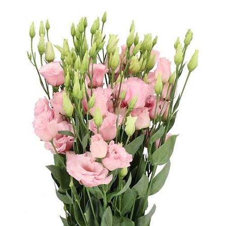 Eustoma-Light  pink
