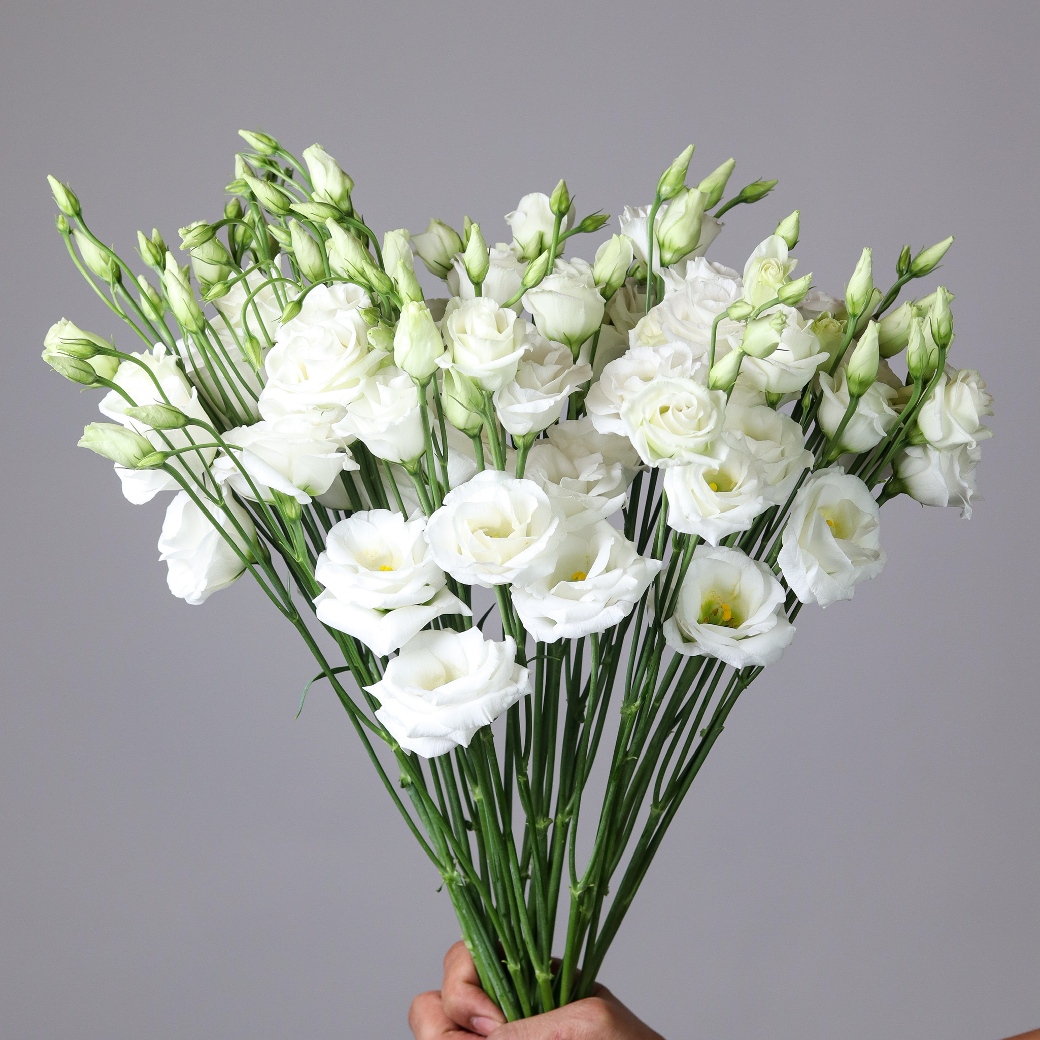 Eustoma-White