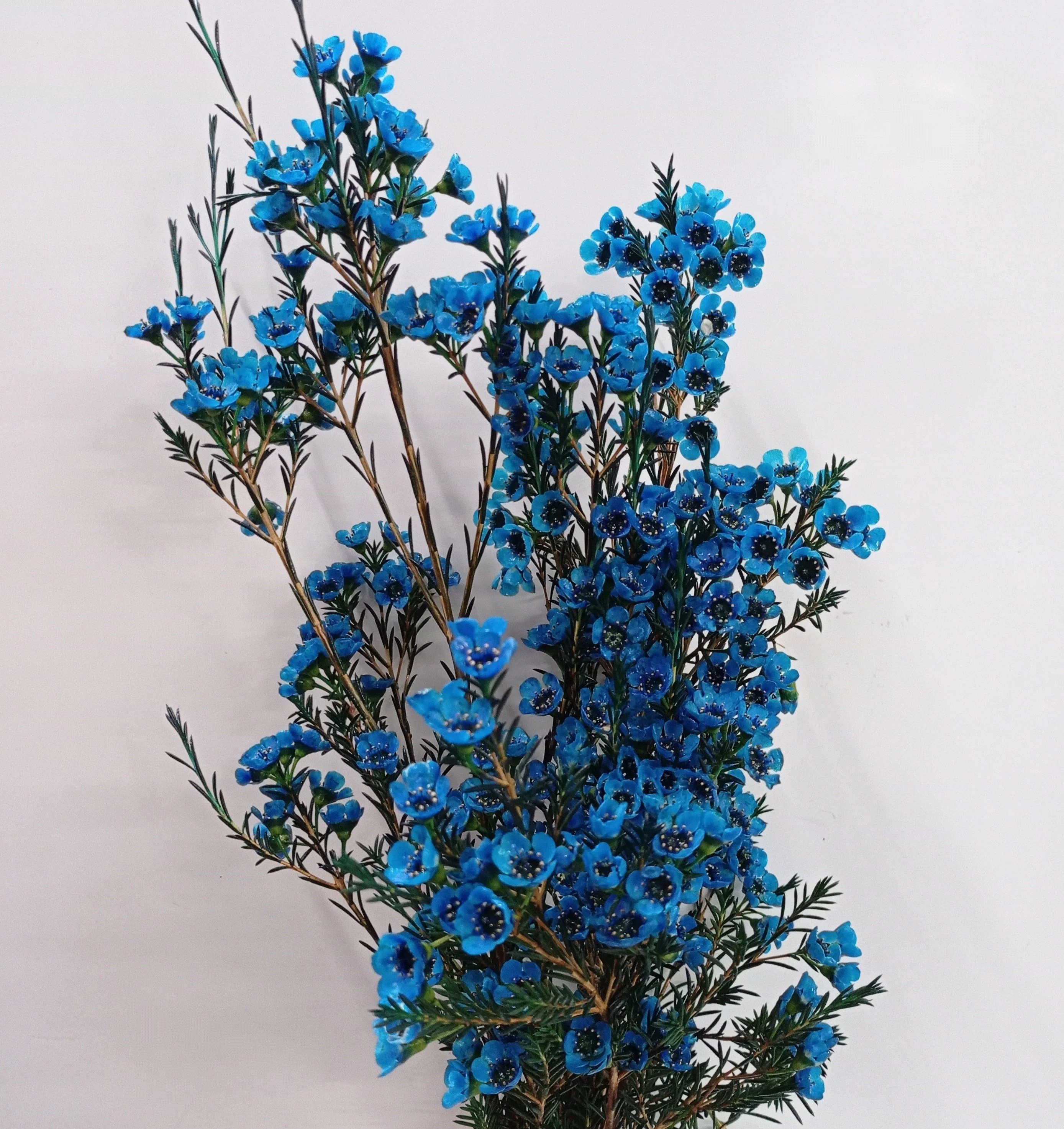 Wax Flower Blue