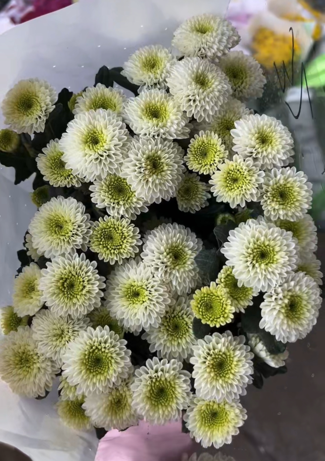 Sprayed Chrysanthemum Natural White Big