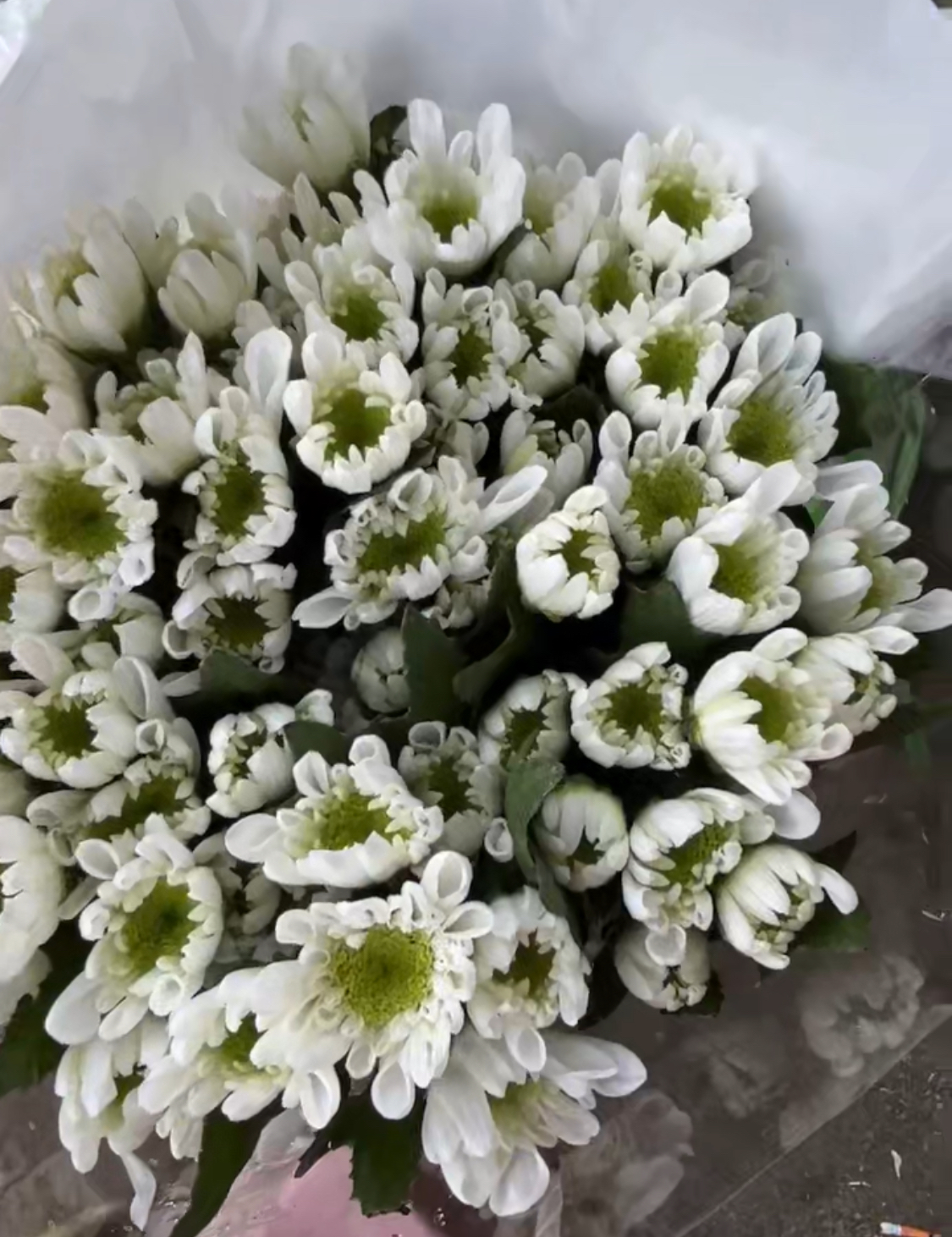 Sprayed Chrysanthemum Natural White Mini