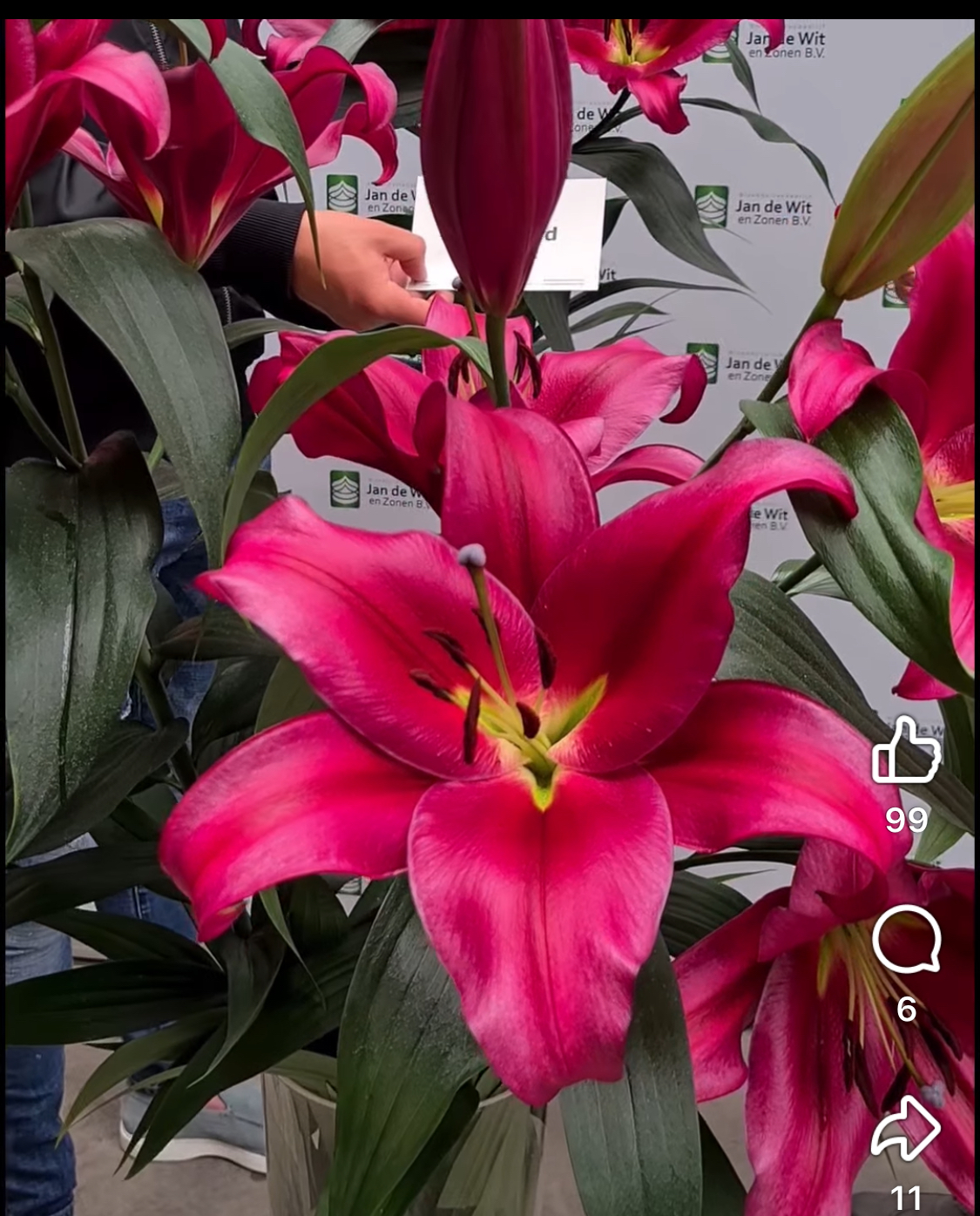 Lily-Dark Red 4+ head