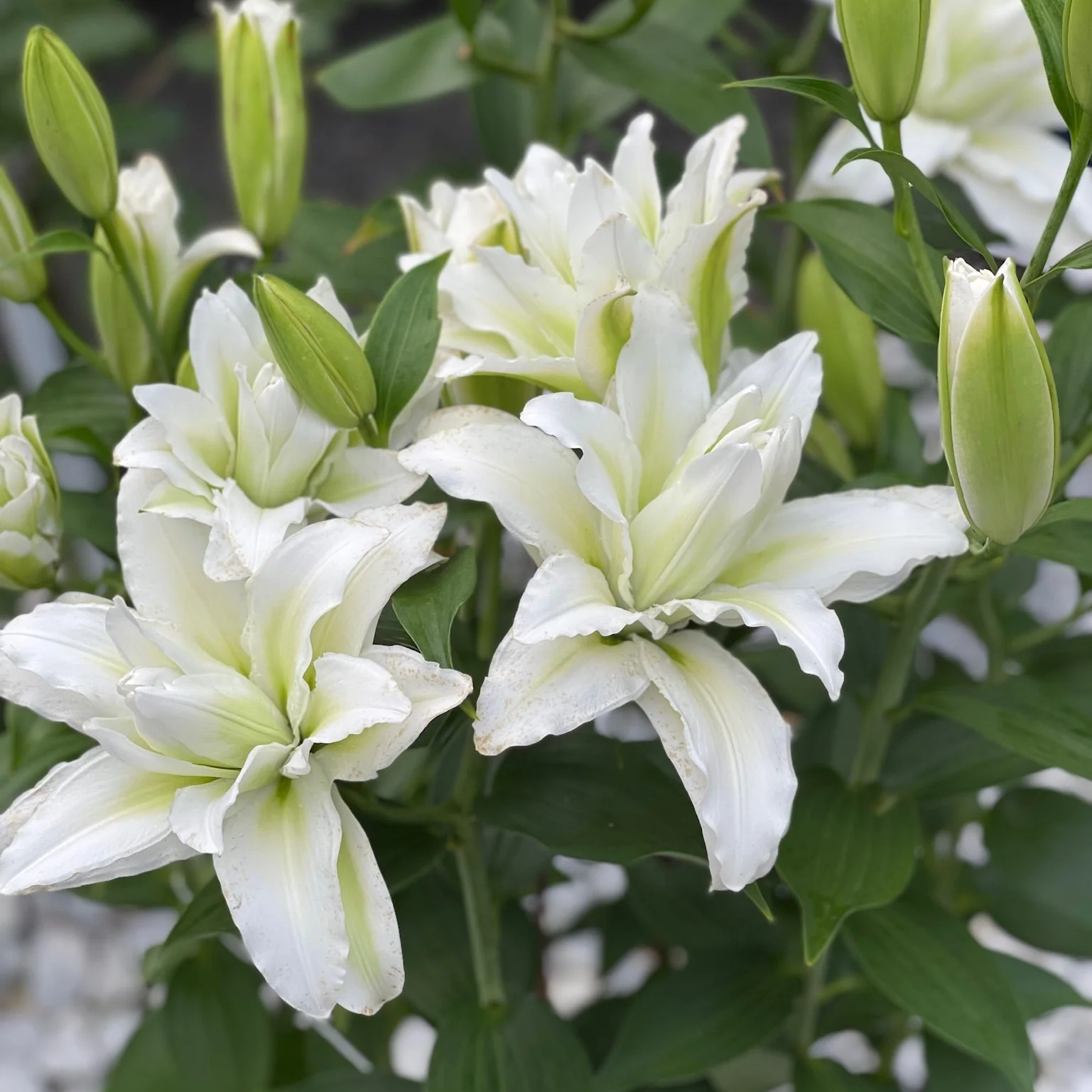Lily- Double Patel Roselily Aisha