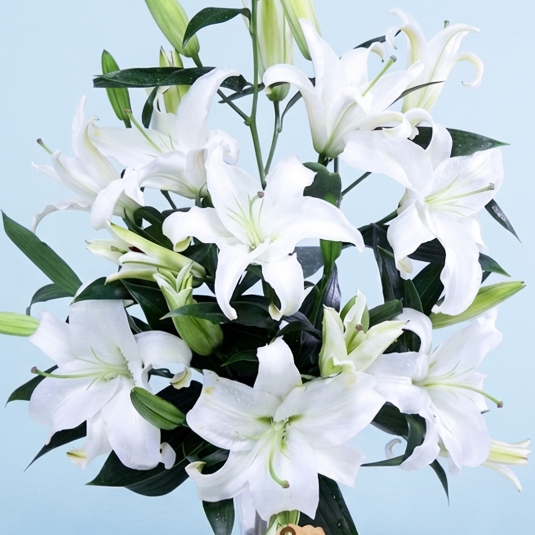 Lily-Siberia White 4+ head