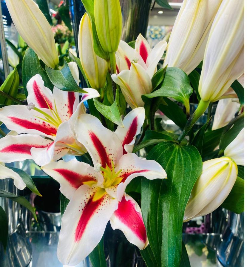Lily BI Color Big Smile 4+ head